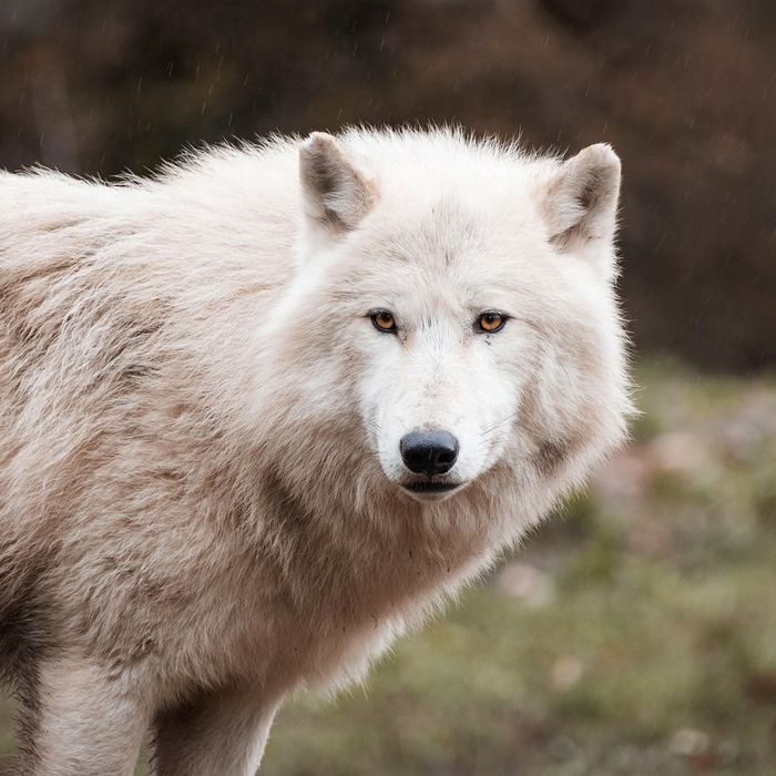 타이거밤 화이트