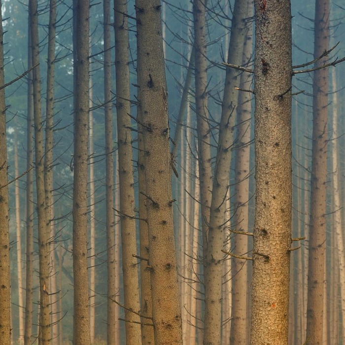 의식적 침 뱉기