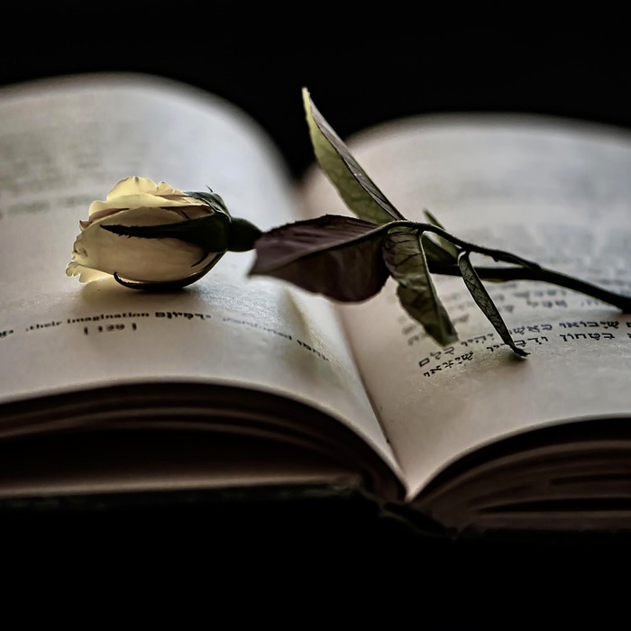 아늑한 독서 시간