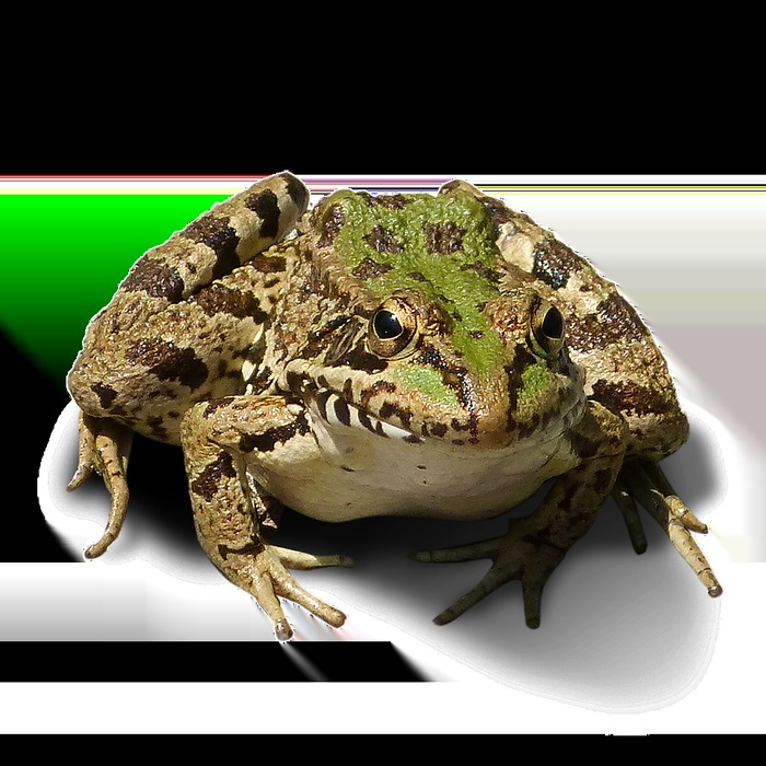 투명 바닥 다리