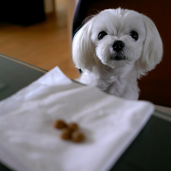 반려견 전용 사이트