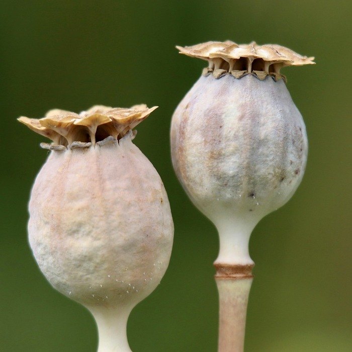 네스프레소 캡슐 종류