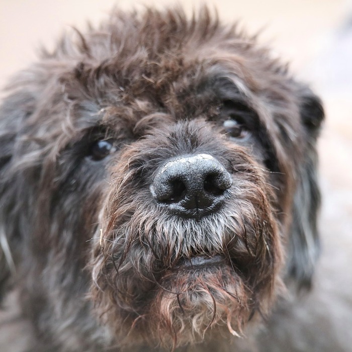 만성비부비동염