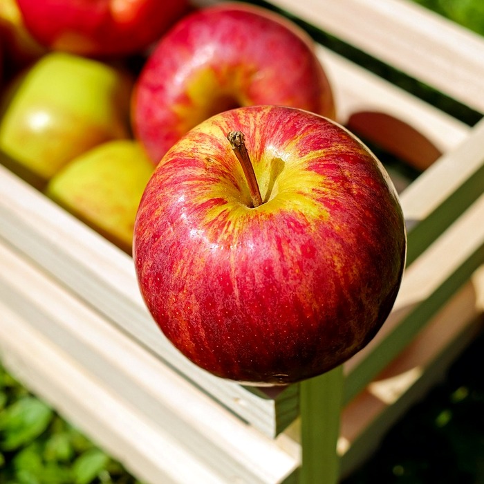 Apple 공식 서비스