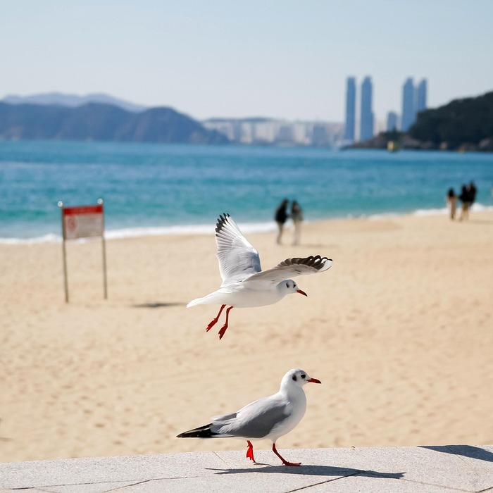 해운대 해수욕장 풍경