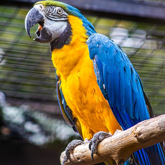 신비동물원 동물