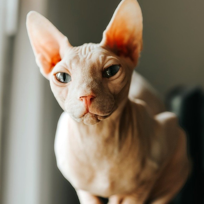 반려동물 공포증