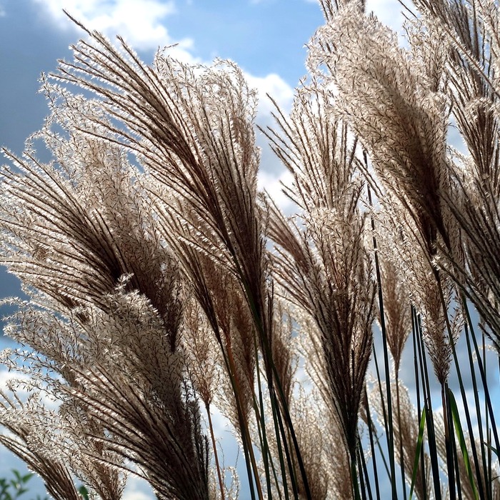 잔디 종류 선택