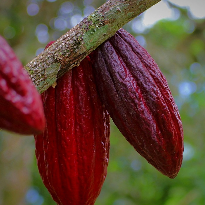 카카오톡 고객센터