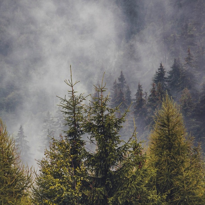 소나무 풍수 효과