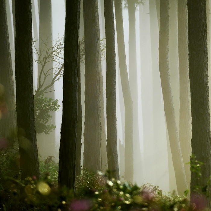 정문 소나무 배치