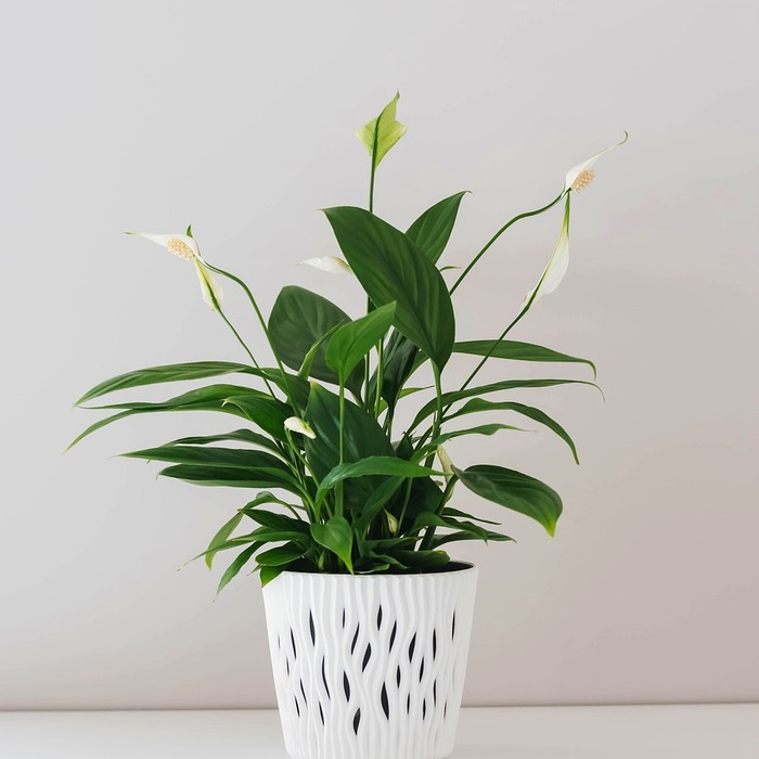 공기 정화 식물