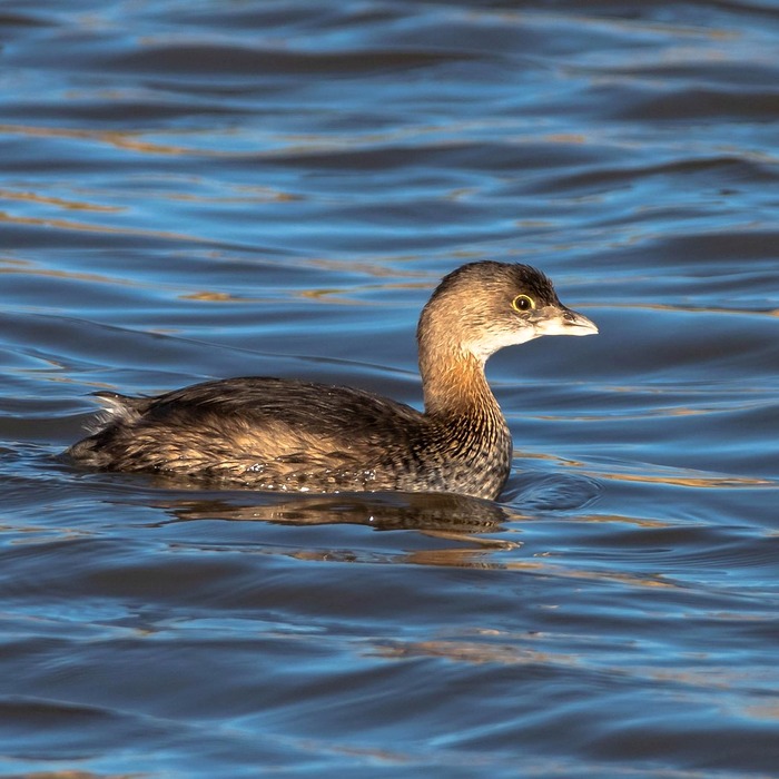 족저근막염 증상