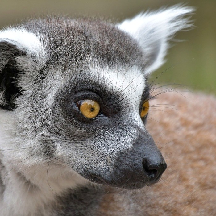 꼬리 털 관리 필요성