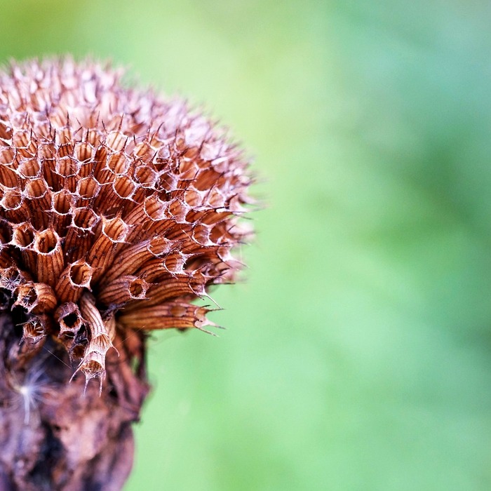 디클로페낙 연고 사용법