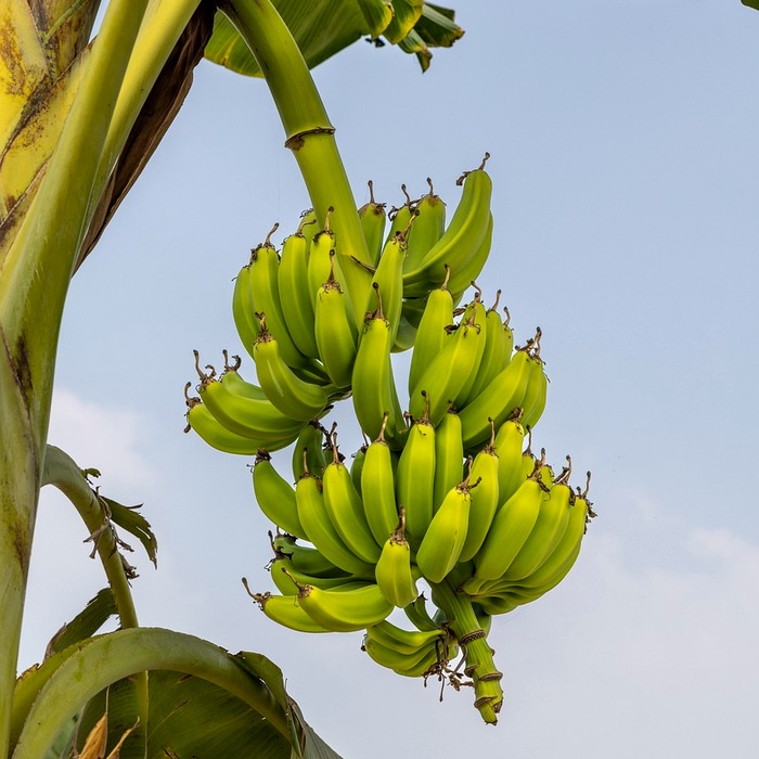 모바일 티켓 스캔