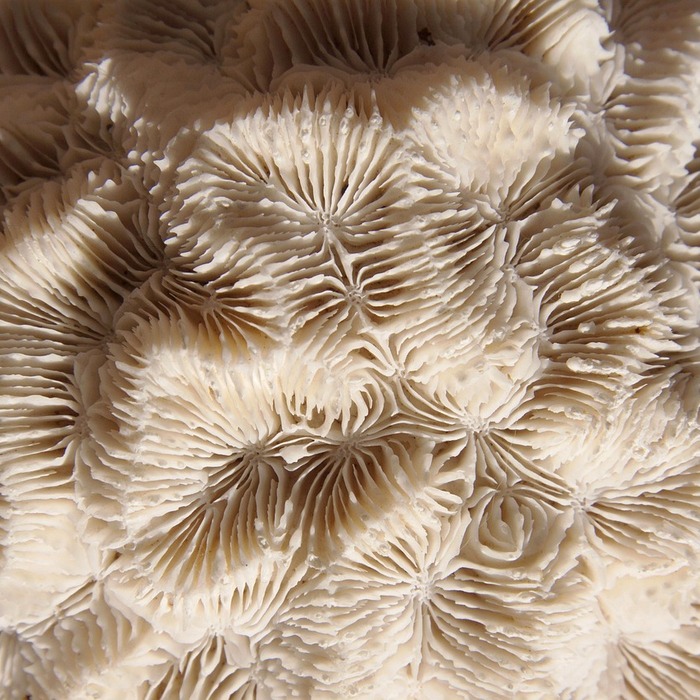 메모리 셀 구조