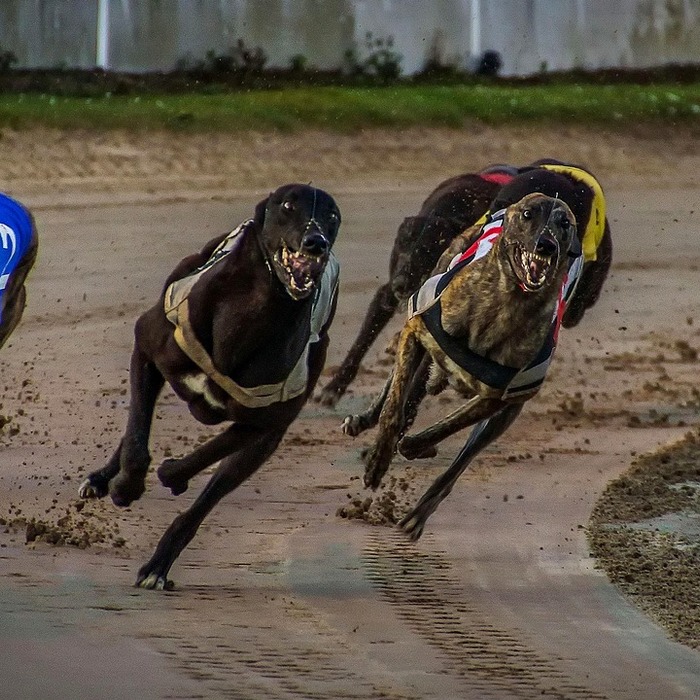 유행성 이하선염