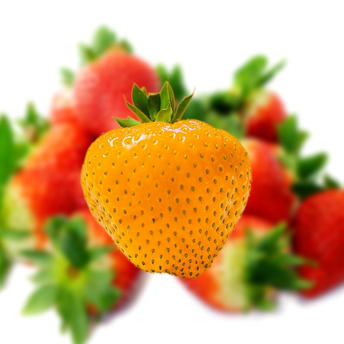 대방어와 부시리 구별