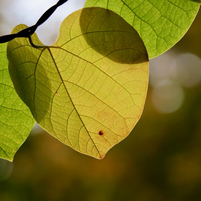 초록 고기 변색