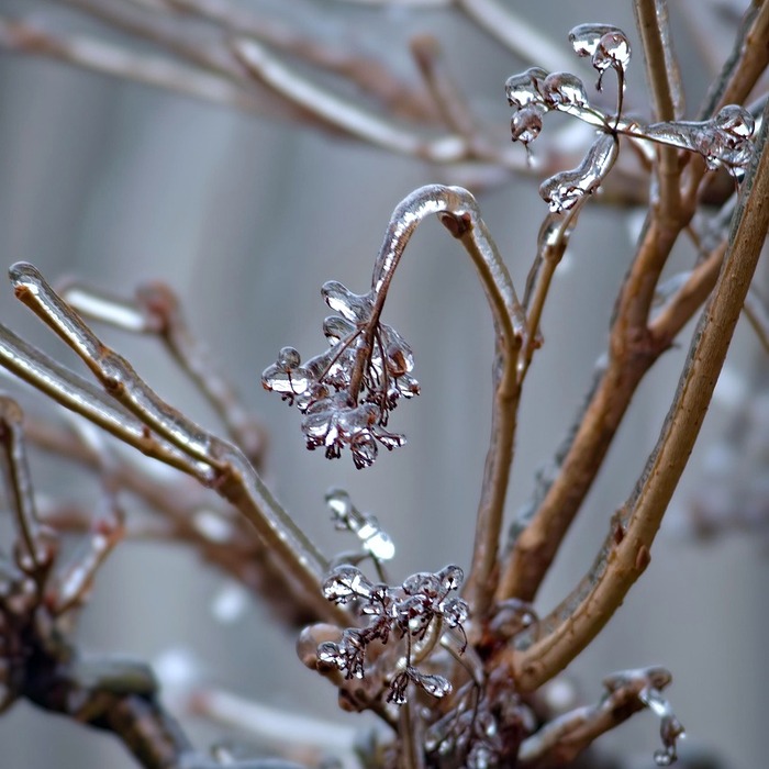 가성비 냉동 김밥