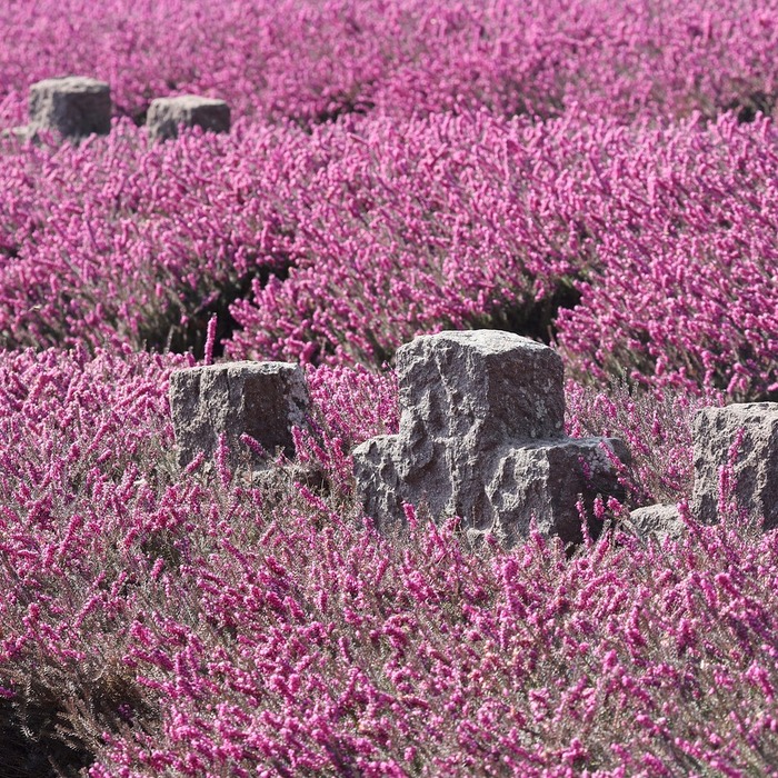 군 복무 대체 제도