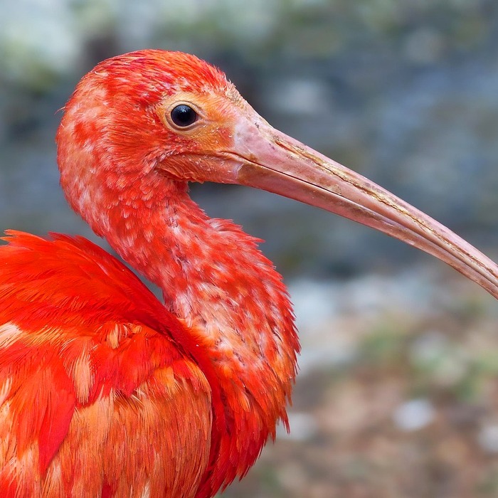 붉은 뾰루지 원인