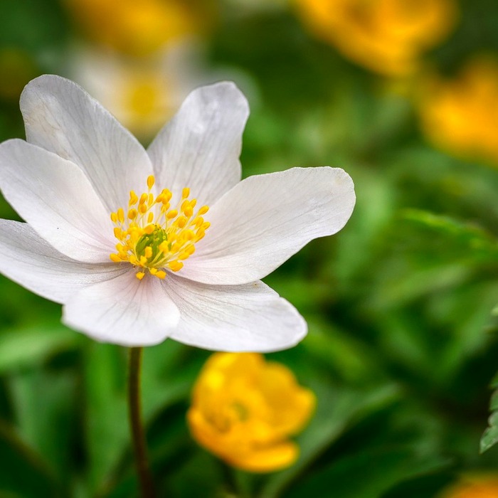 위암 초기 증상