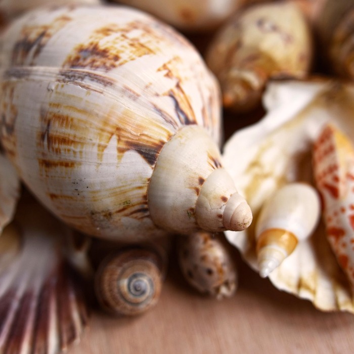 가리비 손질 과정