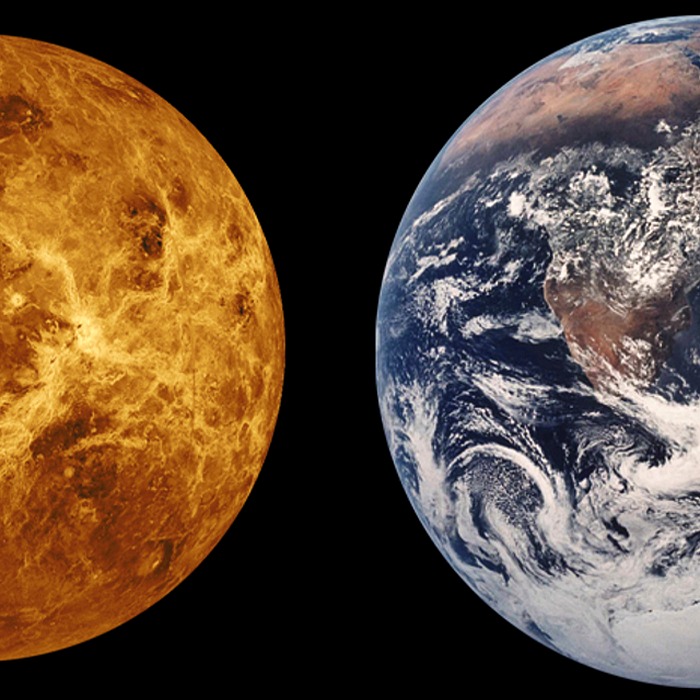 퓨린 함량 비교