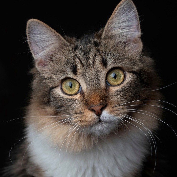 국내 증시 전망