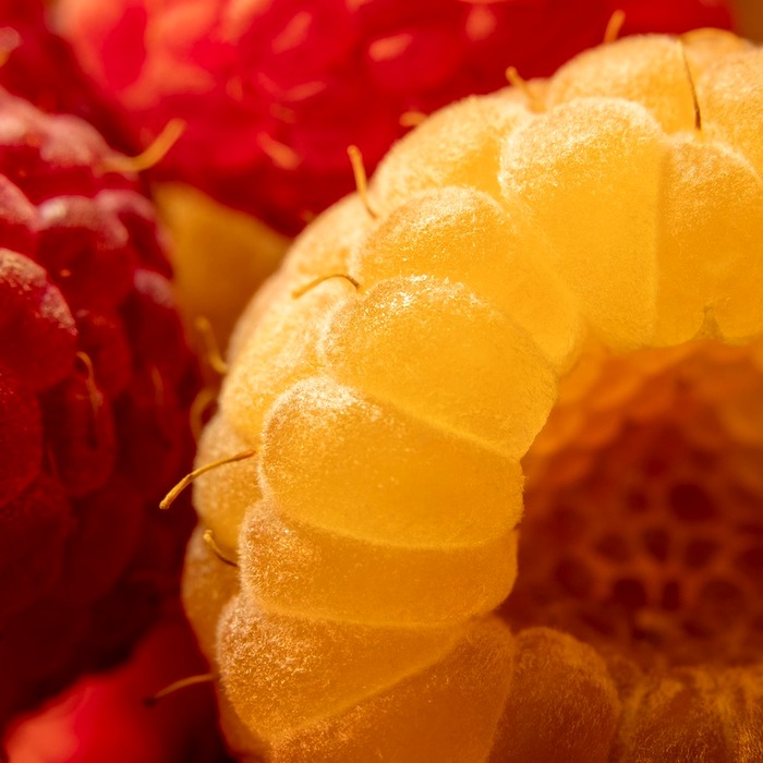 마이코플라즈마 폐렴