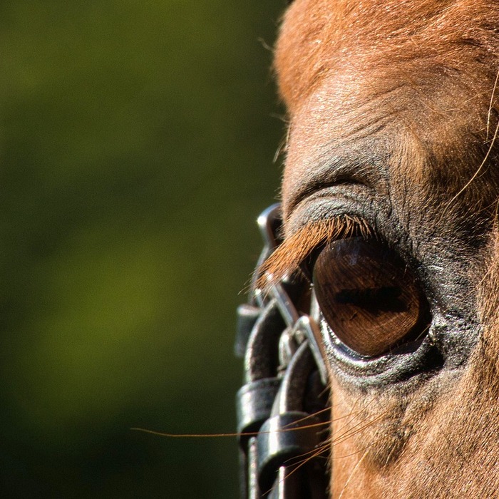 안구 질환 종류