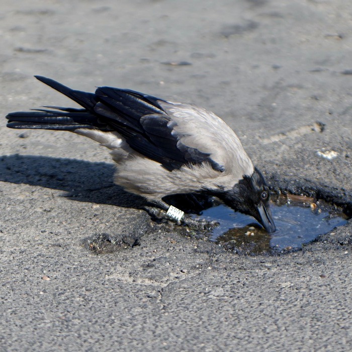 인플루엔자 예방접종