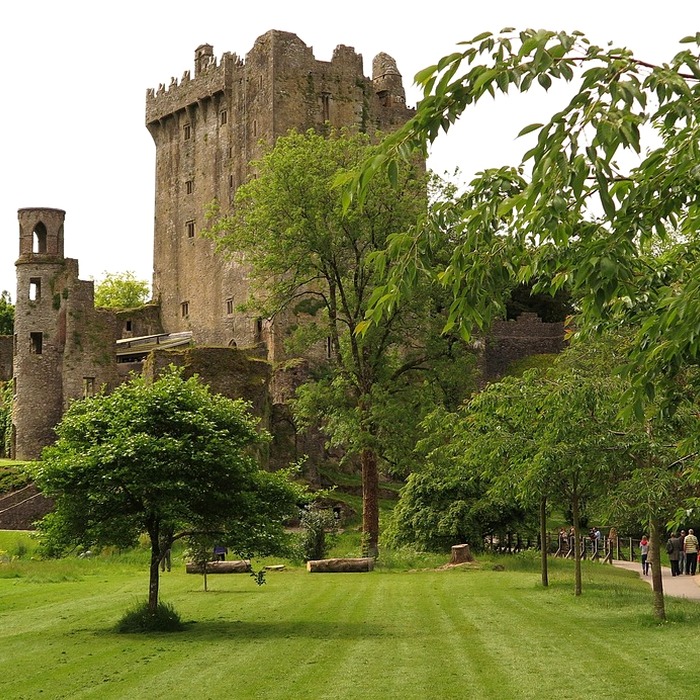 면역력 강화 식물