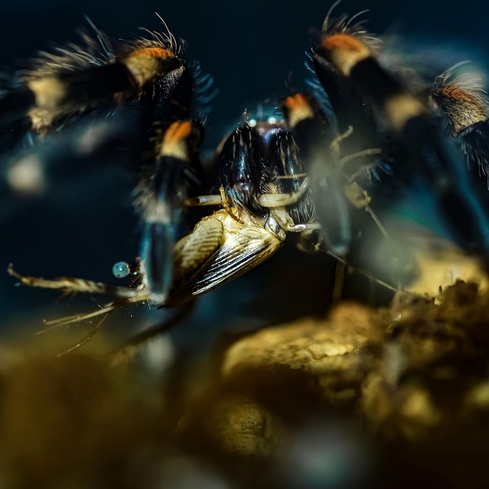 독거미 부대 활동