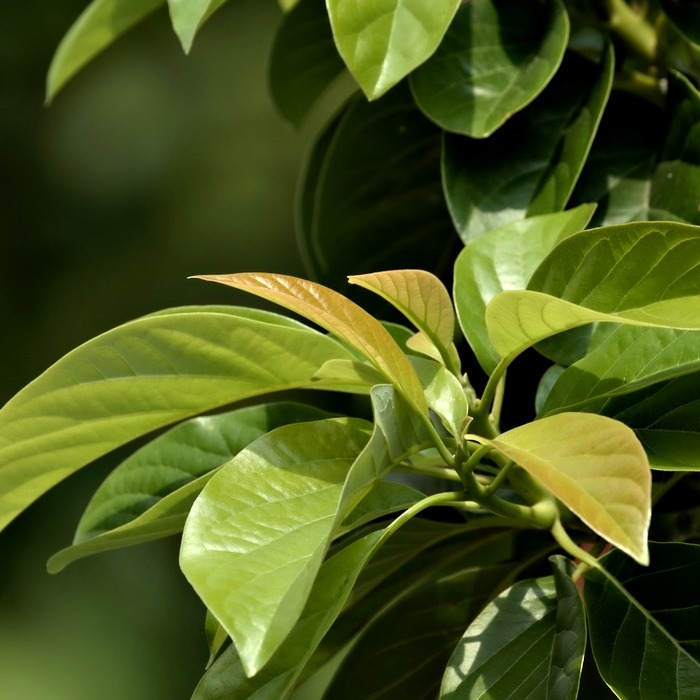 인터넷은행 성장