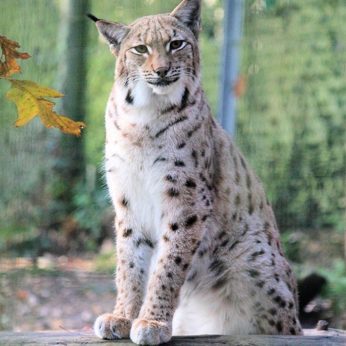 특실 좌석 특징