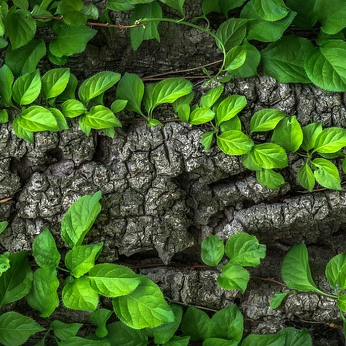 해외구매대행 개요