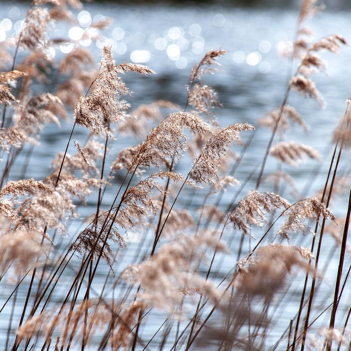 갈대 생태적 특징