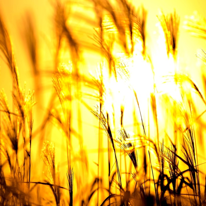 억새 자생 지역