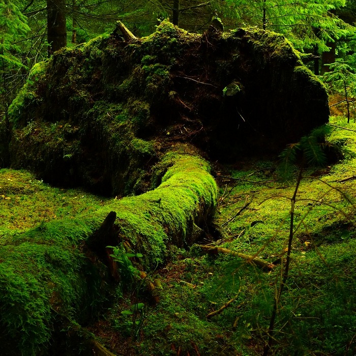 철분이 풍부한 음식