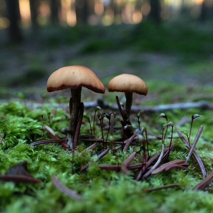 모세혈관 혈관종