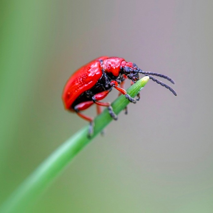 해충 관리 방법