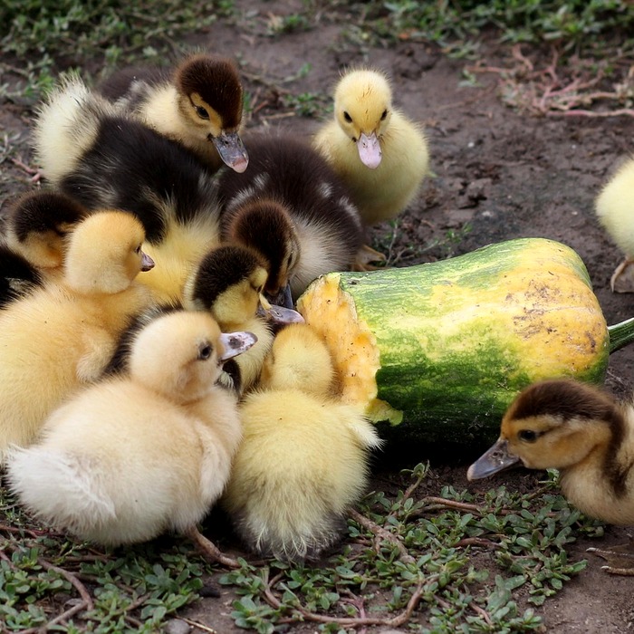 무이자 할부 혜택