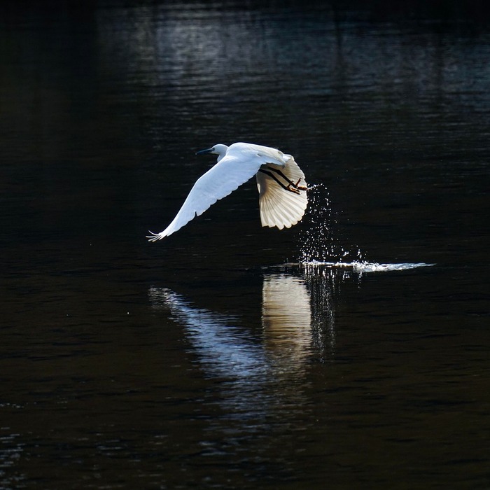 한국 주식시장 개장일