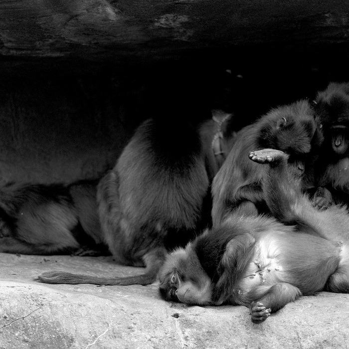 원숭이띠 상호작용