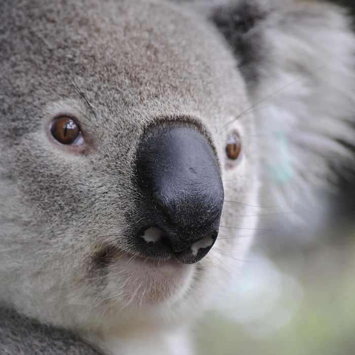 안전한 강아지 공간