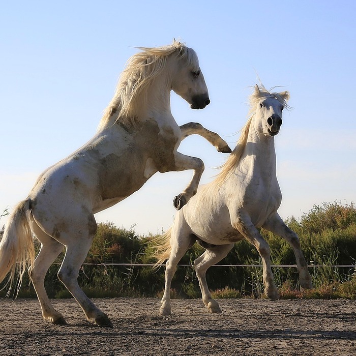 영화 선정 기준