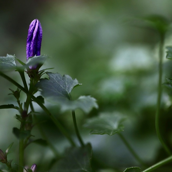 도라지 볶음 재료